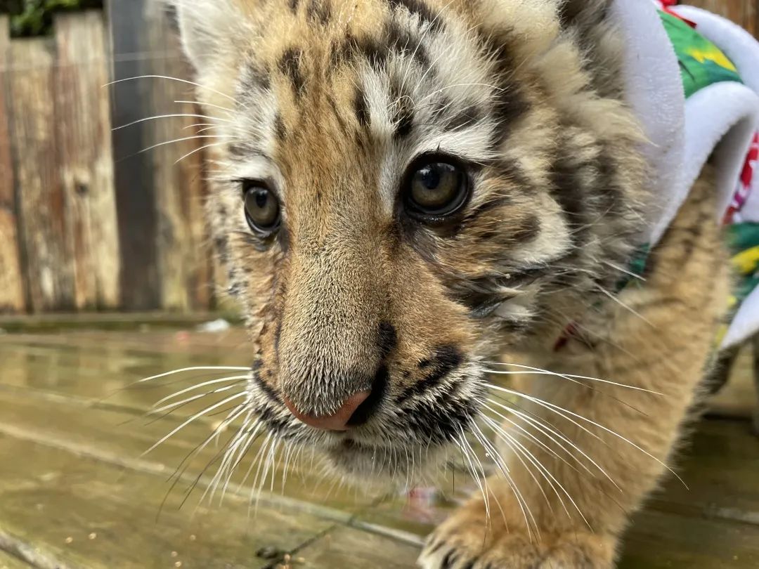 云南野生动物园