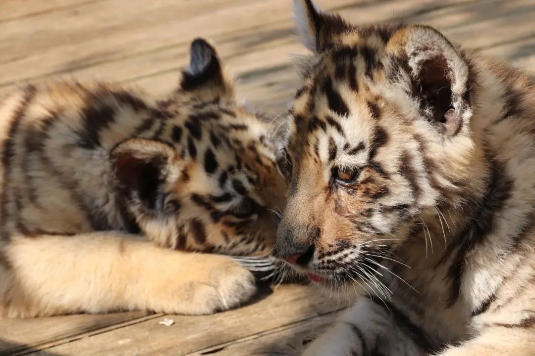 云南野生动物园