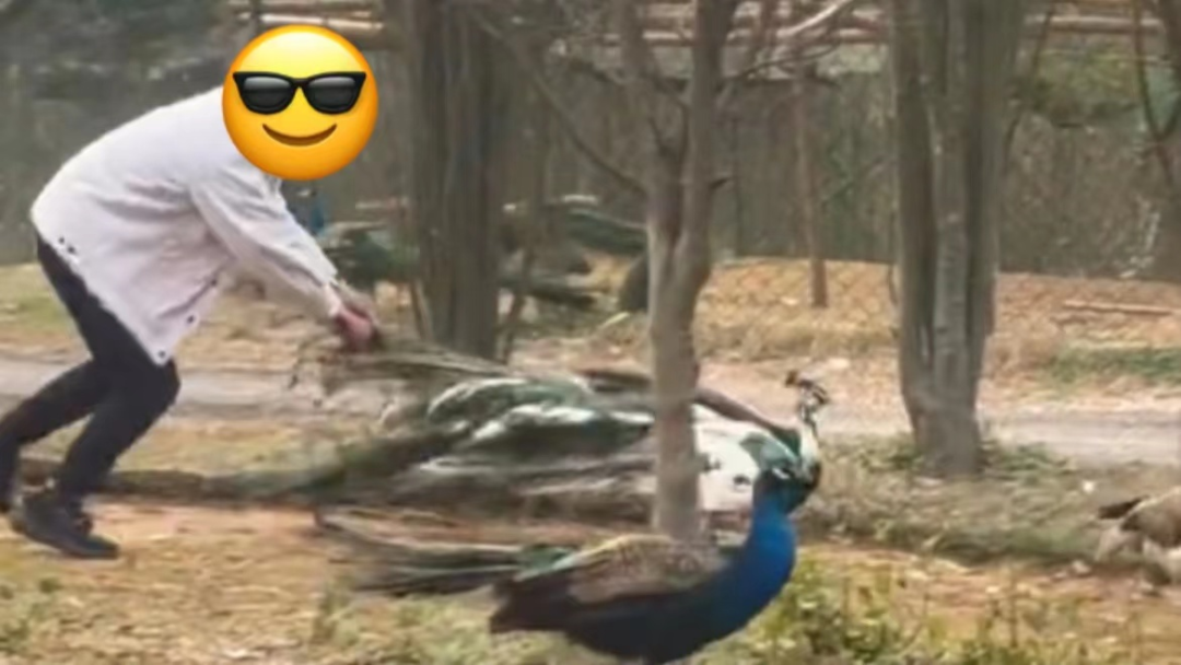 春城晚报