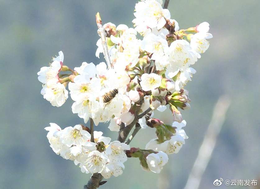 “云南发布”微博