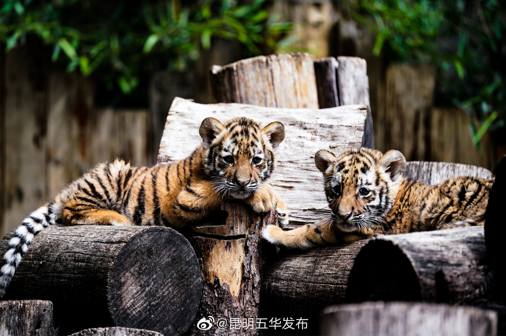 “昆明五华发布”微博