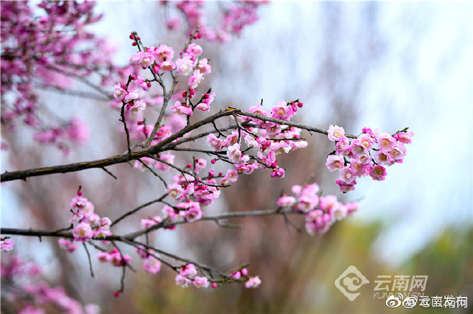 “云南发布”微博