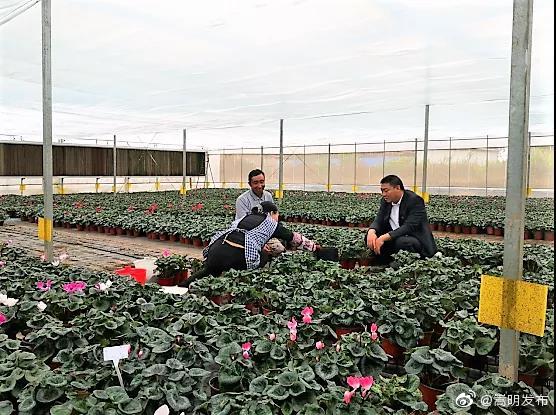 嵩明发布
