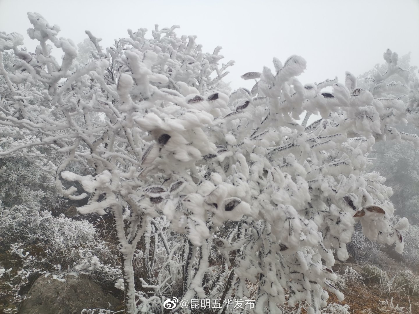 “昆明五华发布”微博