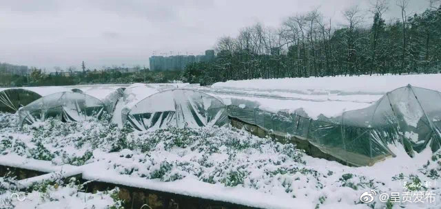 请放心！这场大雪，宝珠梨“扛住了”