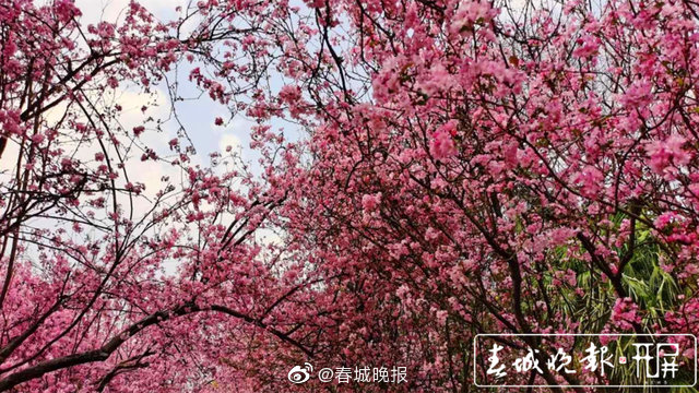 昆明人期待的圆通樱潮明日开幕