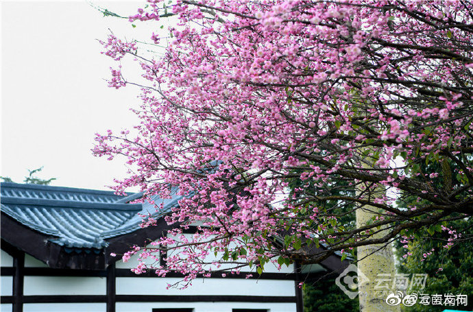 “云南发布”微博