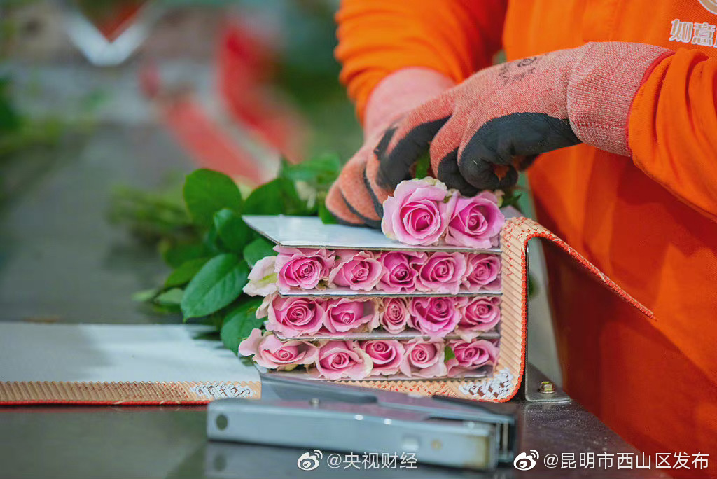 今年玫瑰有点贵，一扎玫瑰价格暴涨400%99朵玫瑰成本高达800元