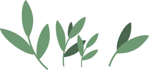 西双版纳望天树景区