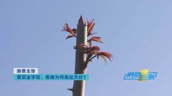 掌上春城微信公众号