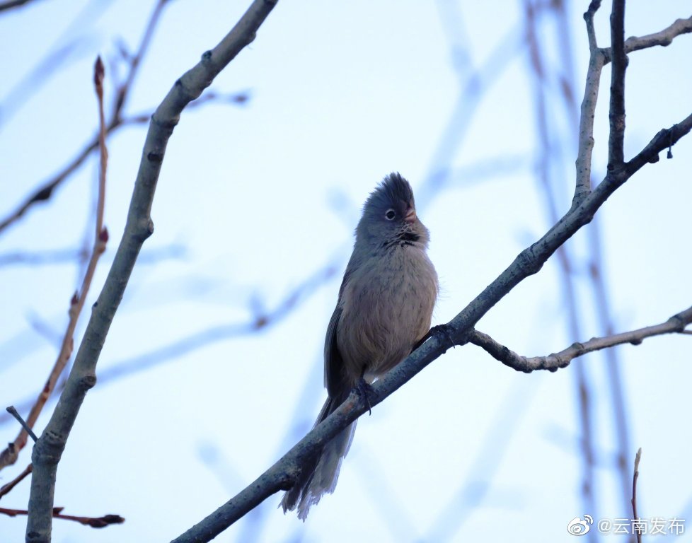 “云南发布”微博