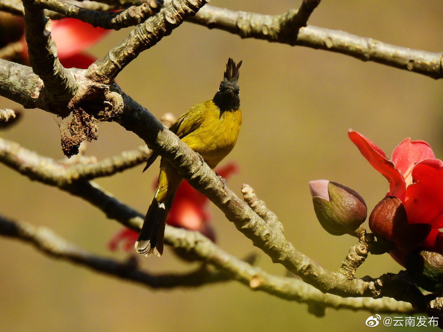 “云南发布”微博