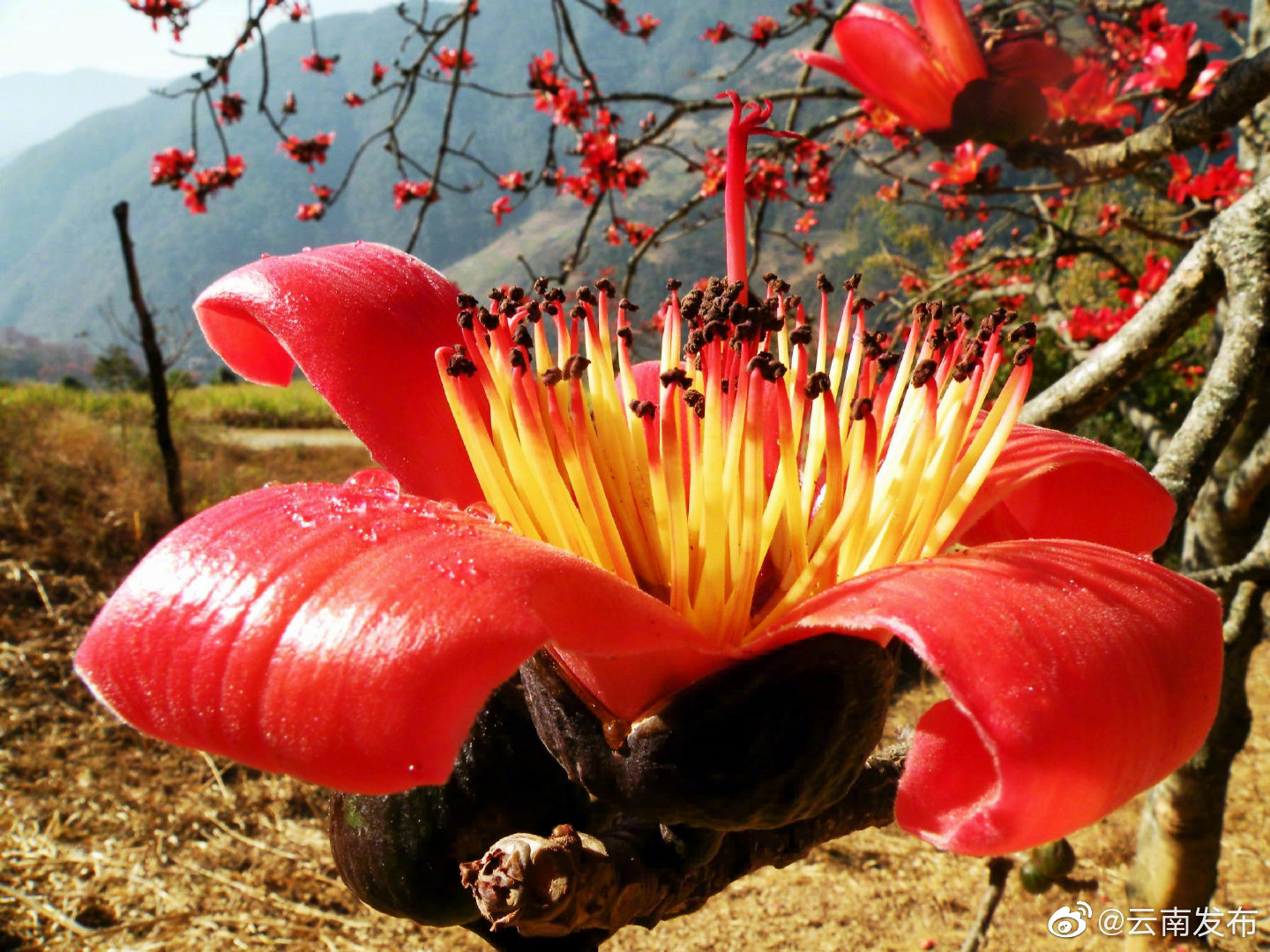 “云南发布”微博