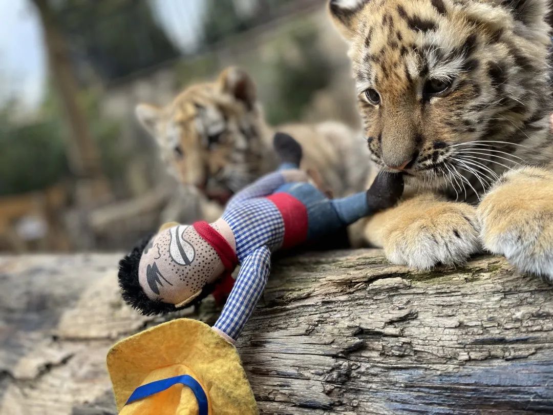 云南野生动物园