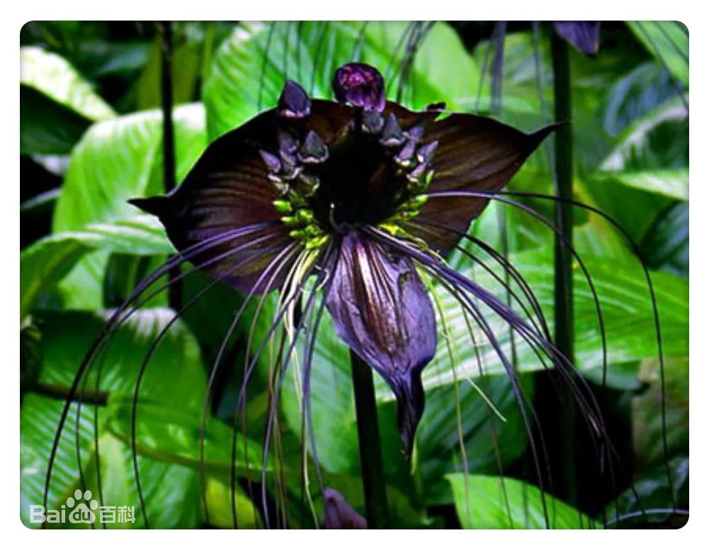 西双版纳望天树景区