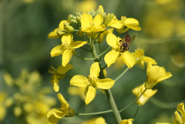 “云南发布”微博