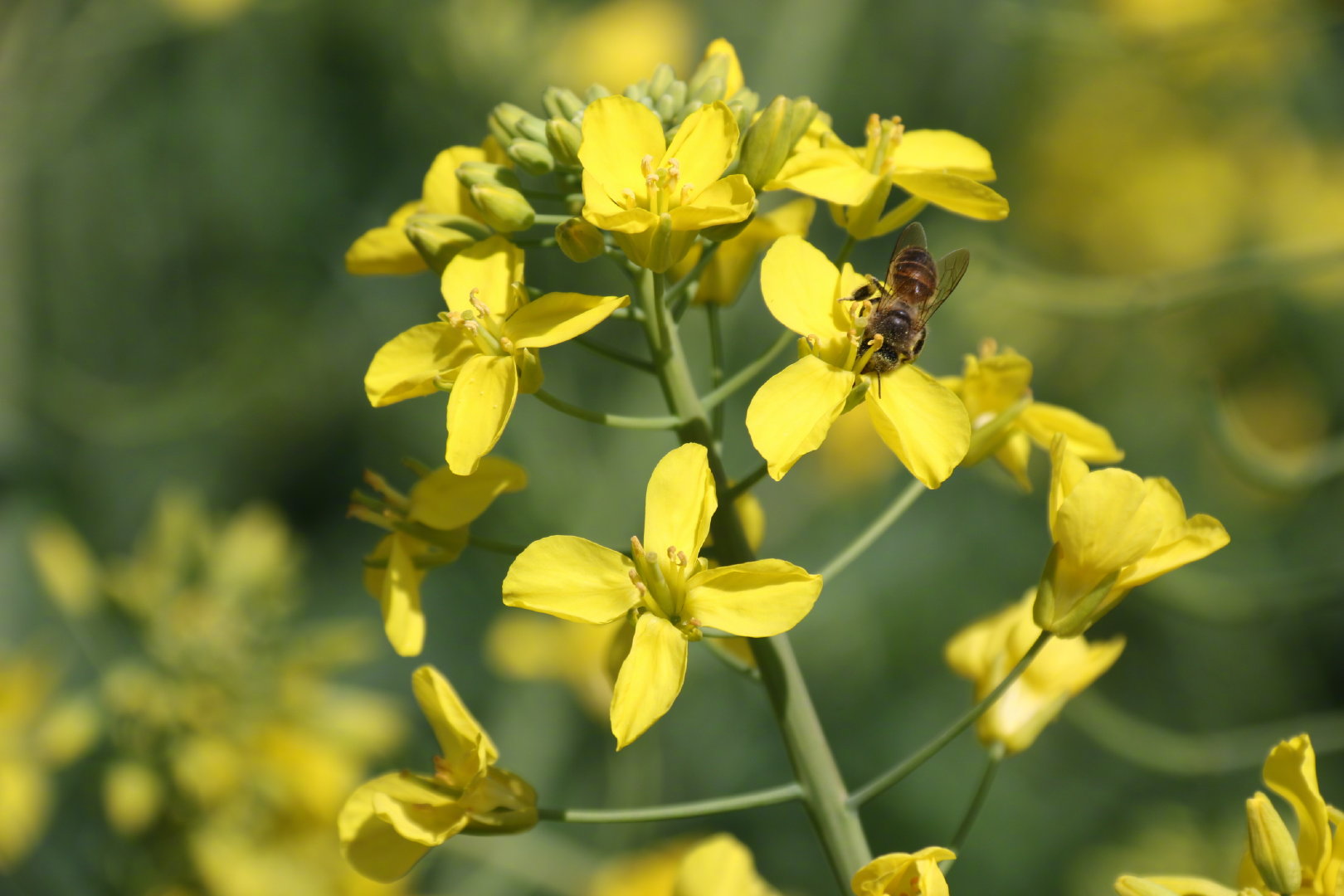 “云南发布”微博