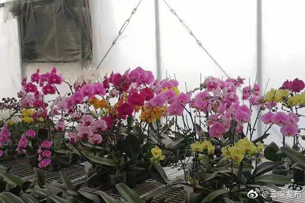 “云南发布”微博