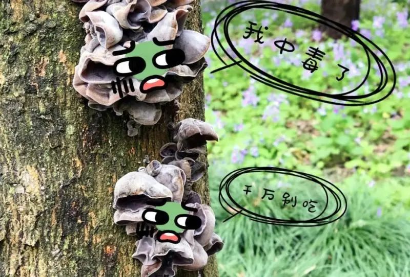 美丽云南微科普