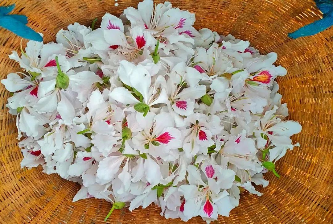 昌宁湾甸白露花:一季风景 一桌美食 - 资讯频道