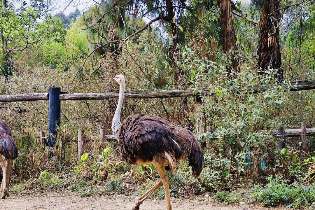 云南野生动物园