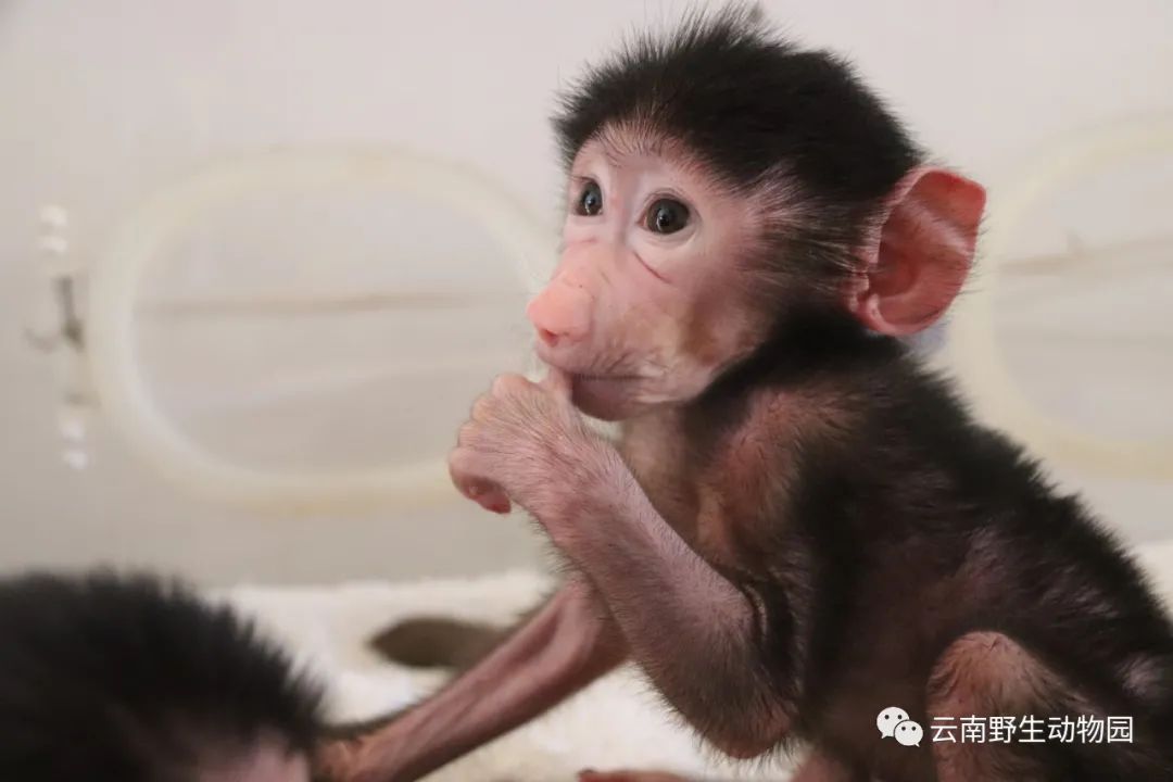 云南野生动物园