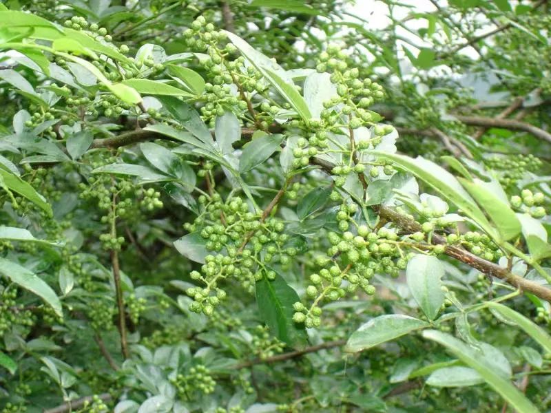 丽江日报