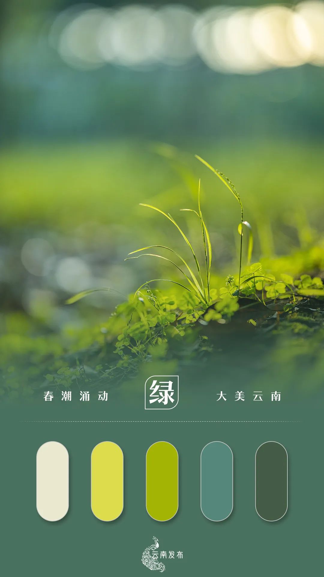 玉溪发布