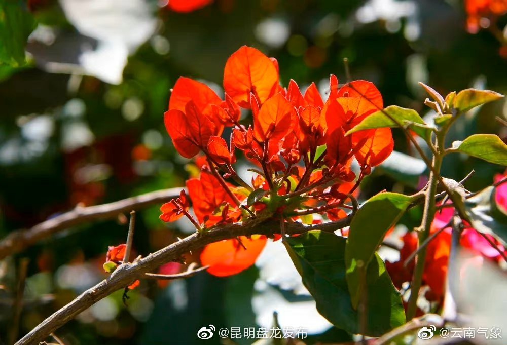 云南省未来24小时天气预报
