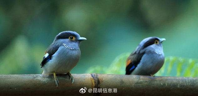 昆明信息港