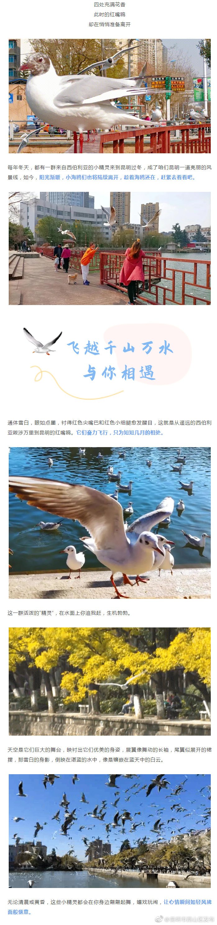 “昆明市西山区发布”微博