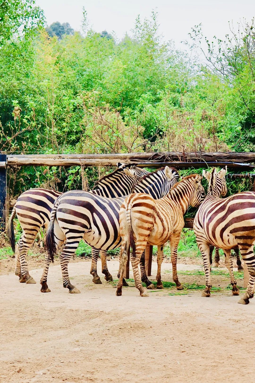 云南野生动物园