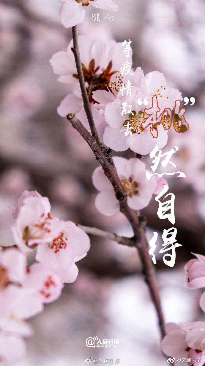 “云南发布”微博