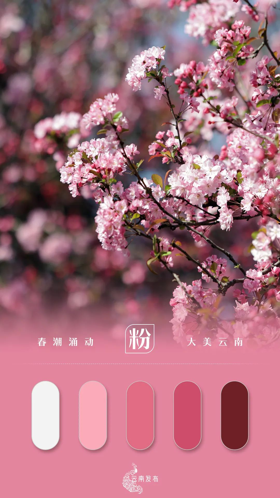 玉溪发布