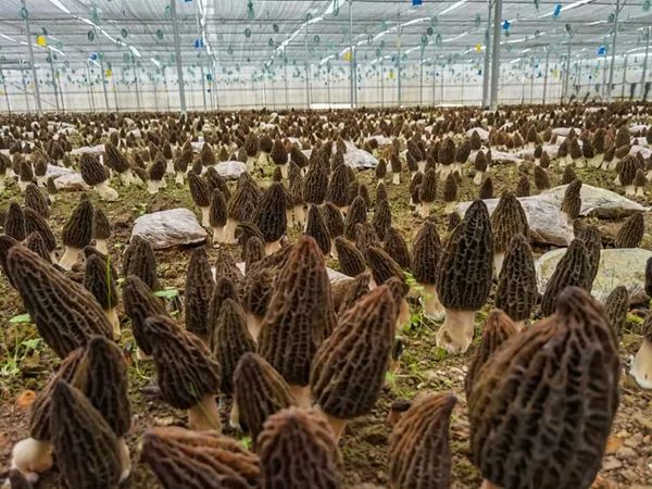 昆明市农业农村局