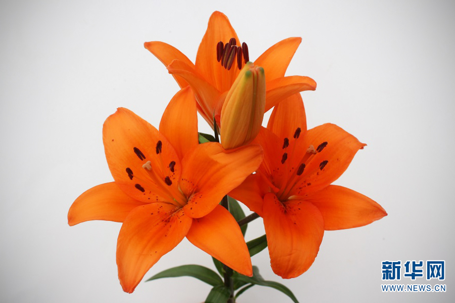 云南省文化和旅游厅