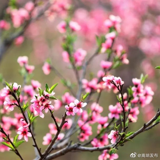 嵩明发布