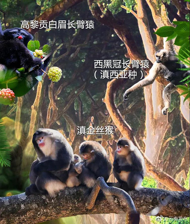 “云南发布”微博