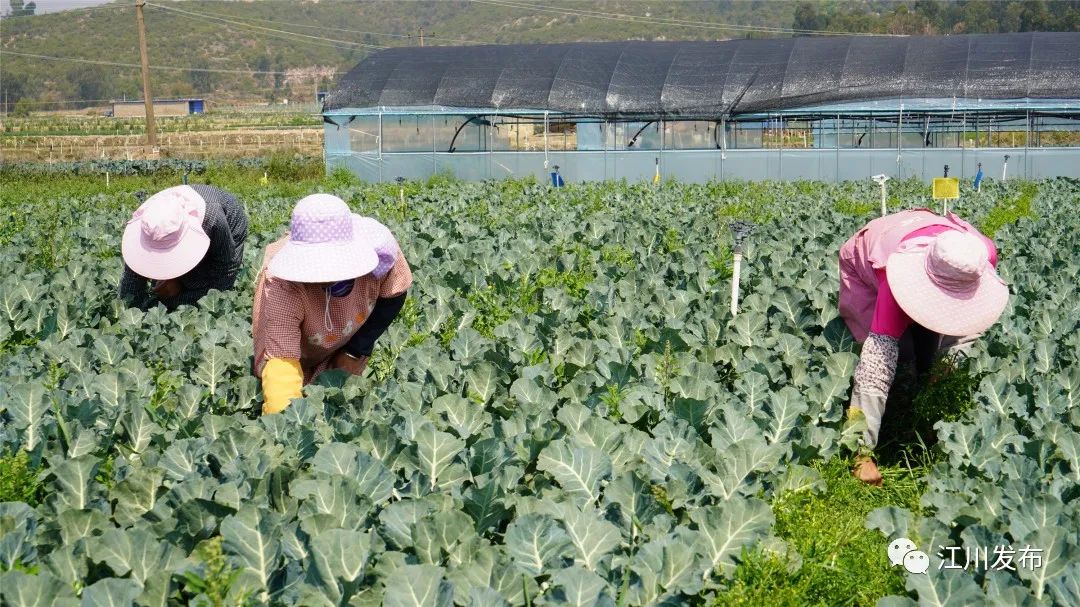 玉溪发布