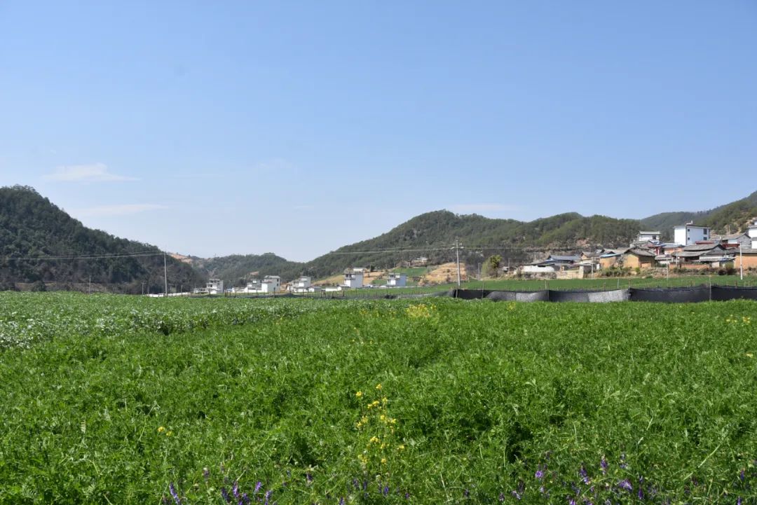 丽江日报