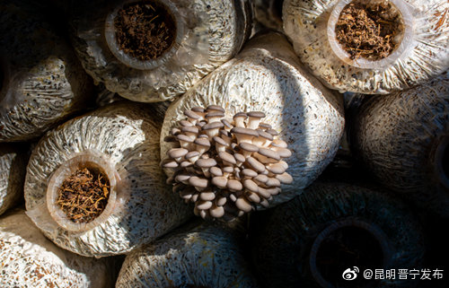 昆明晋宁发布