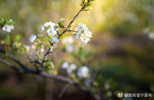 昆明晋宁发布