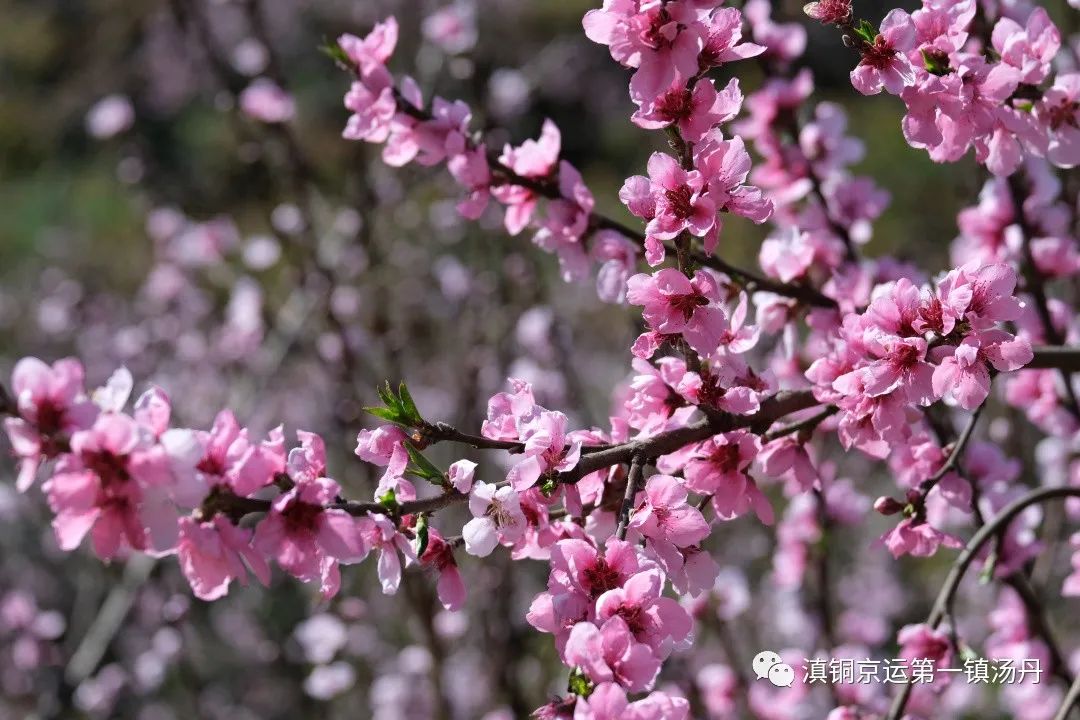 东川发布(微信)