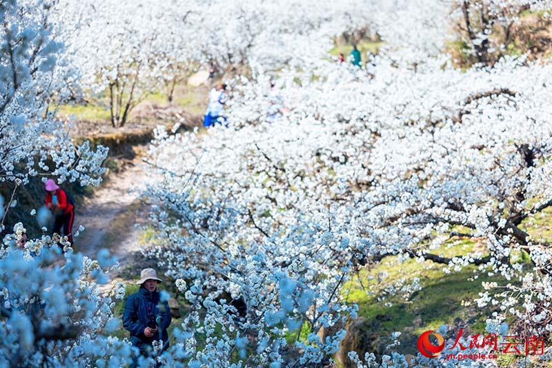 云南省文化和旅游厅