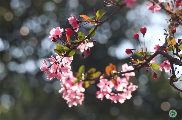掌上春城微信公众号
