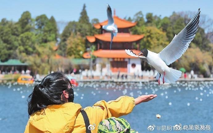 昆明发布