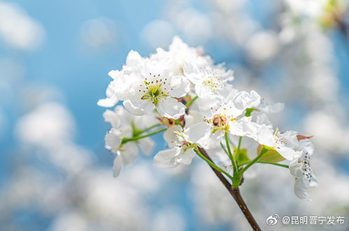 昆明晋宁发布