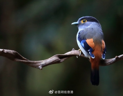 昆明信息港