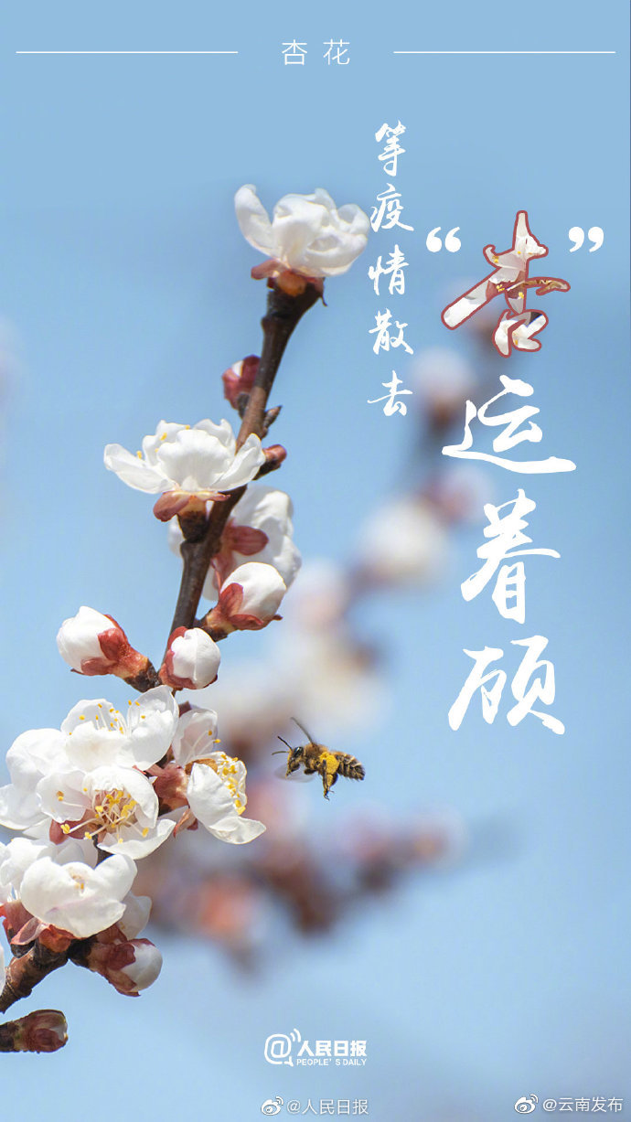 “云南发布”微博