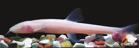 曲靖宣威地下河流中发现洞穴新物种